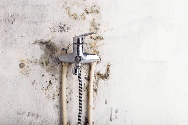 Best Mold Removal Company Near Me  in Turlock, CA