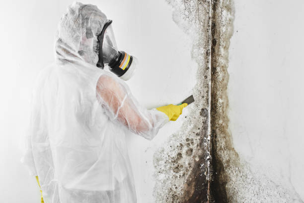 Turlock, CA Mold Removal Company