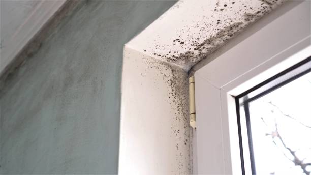 Best Attic Mold Removal  in Turlock, CA
