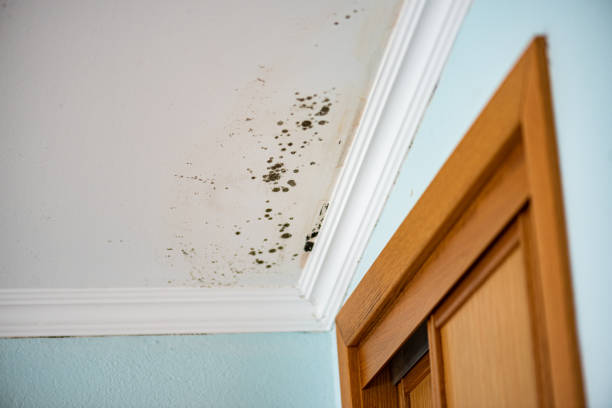 Best Black Mold Removal  in Turlock, CA