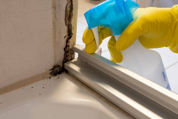 Mold Removal Process in Turlock, CA