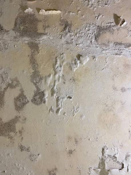 Best Mold Cleaning Services  in Turlock, CA