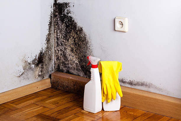Best Professional Mold Removal  in Turlock, CA